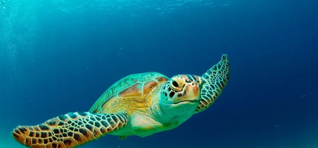 新冠疫情对海龟保护区的深远影响——喜忧参半